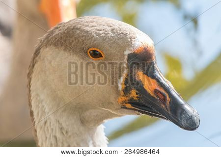 Portrait Of Chinese Goose Close Up Chinese Goose