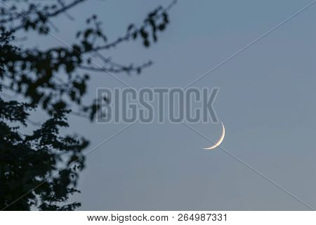 Crescent Moon On The Night Sky. Crescent Moon Tree Leaves