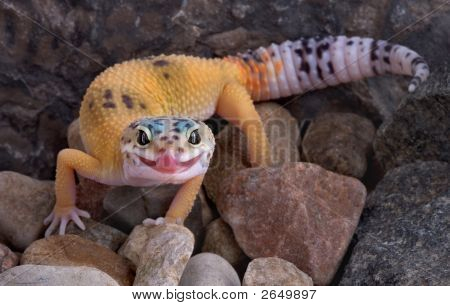Leopard Gecko steekt tong uit