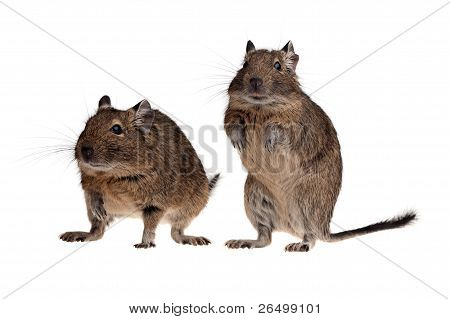 Kaksi Chile rotta Degu