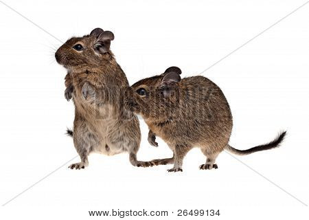 Kaksi Degu lemmikit