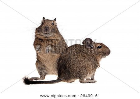 Kaksi hauska Degu