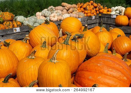 Orange And White Pumpkins At Farmers Market In Lancaster County, Pennslvania Waiting To Be Picked Fo