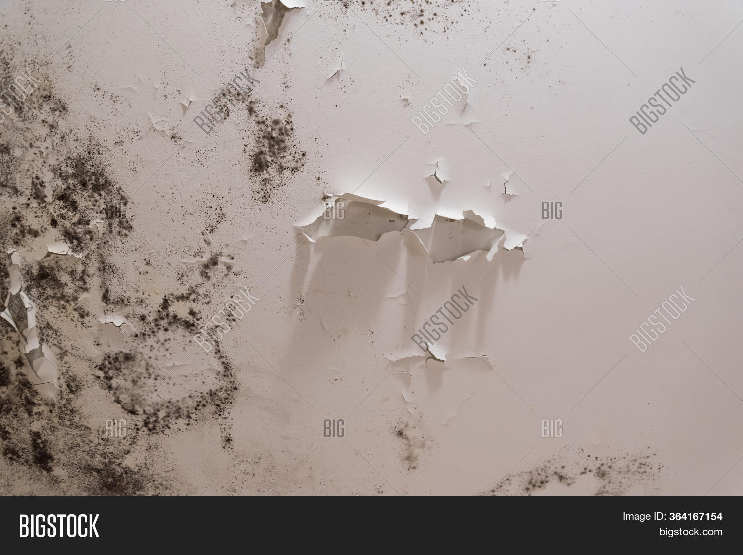 Black Mold Mildew Image & Photo (Free Trial) Bigstock