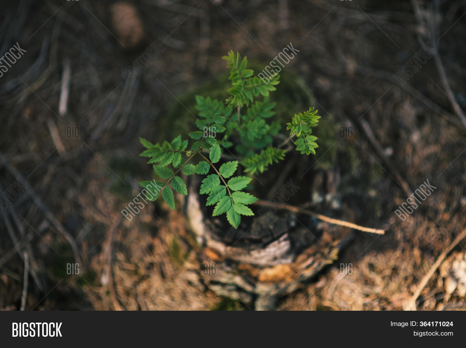 Young Rowan Tree Image & Photo (Free Trial) Bigstock