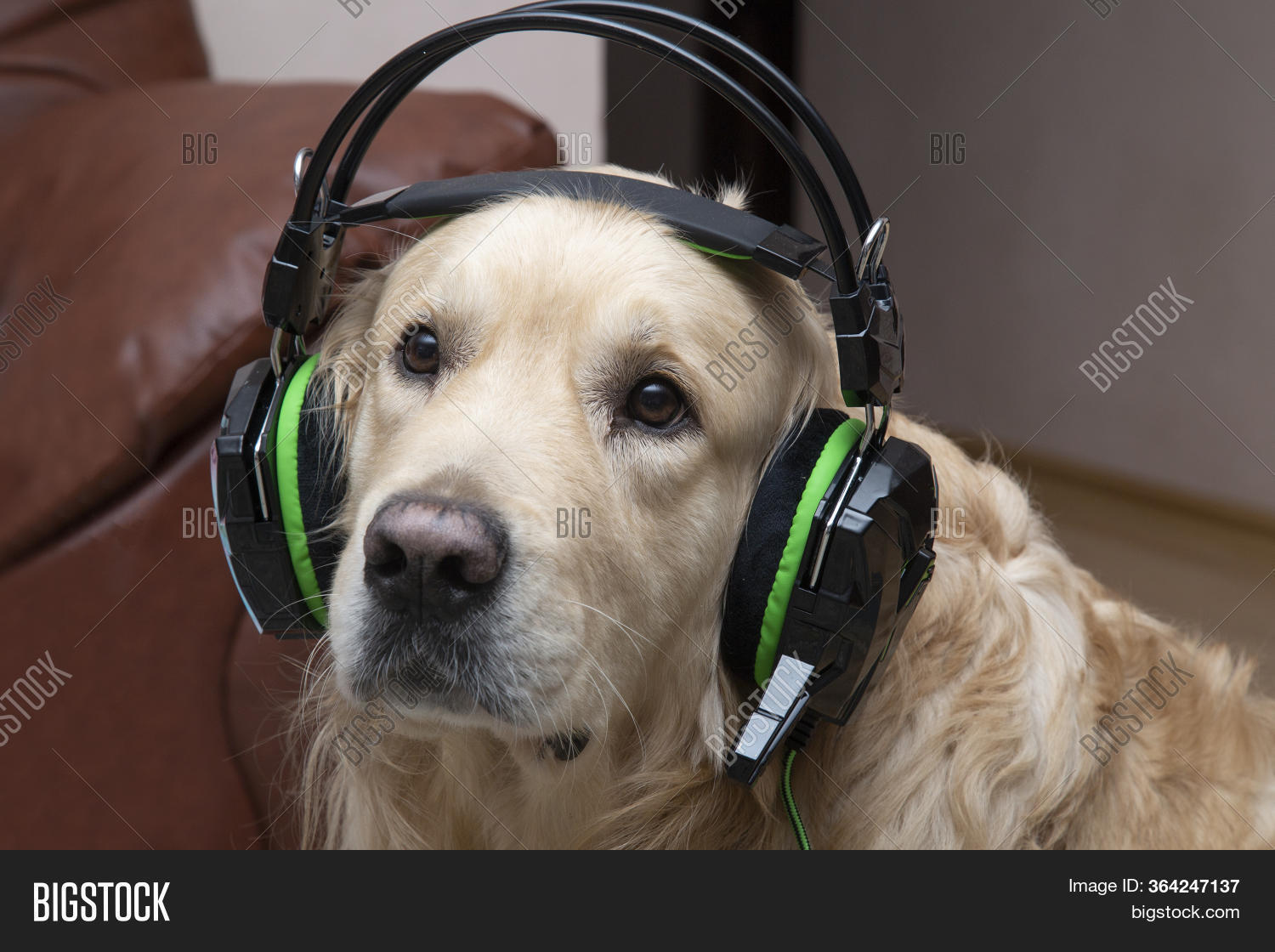 Dog Headphones. Golden Image & Photo (Free Trial) Bigstock