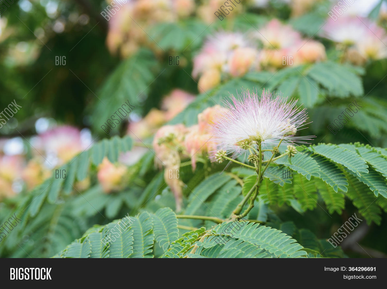 Blooming Flower Image Photo Free Trial Bigstock