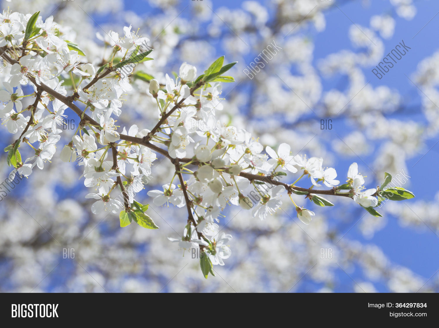 Beautiful Spring White Image & Photo (Free Trial) Bigstock