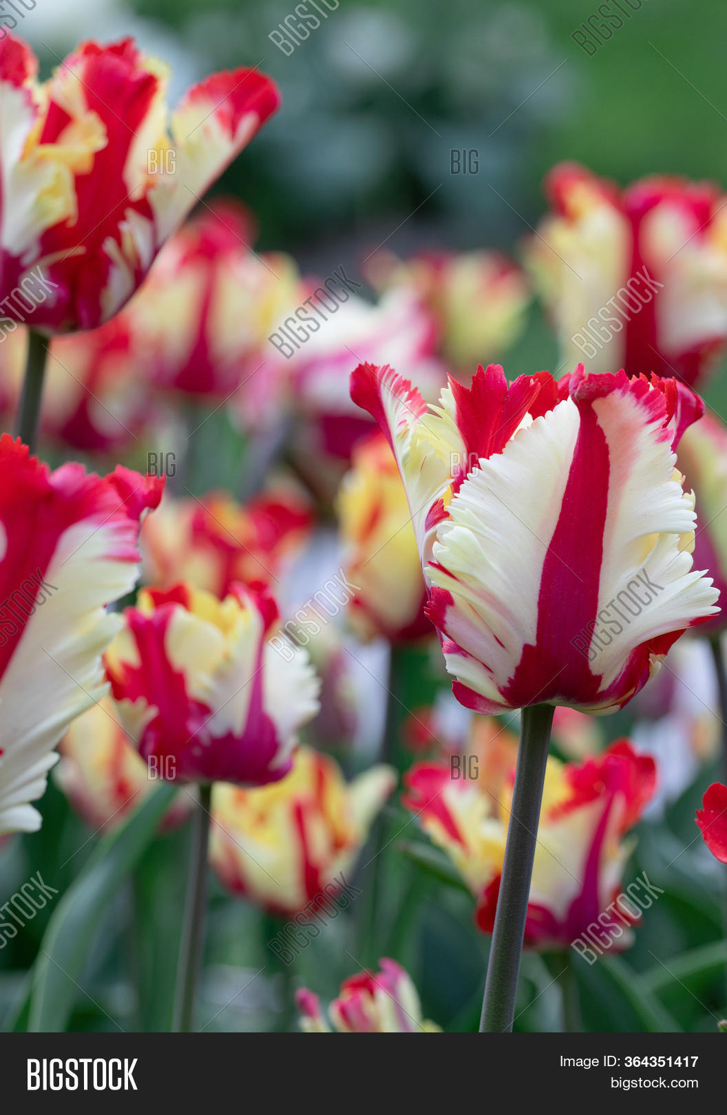 Red White. Tulips Image & Photo (Free Trial) Bigstock