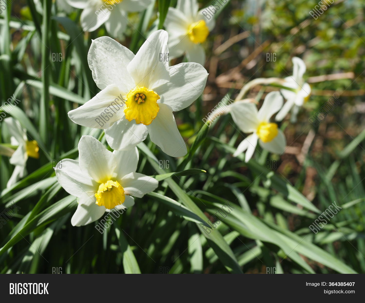 Narcissus Flower. Image & Photo (Free Trial) Bigstock
