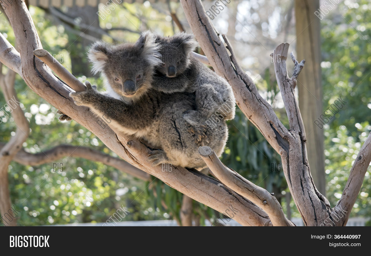 Joey Koala Holding Image & Photo (Free Trial) Bigstock