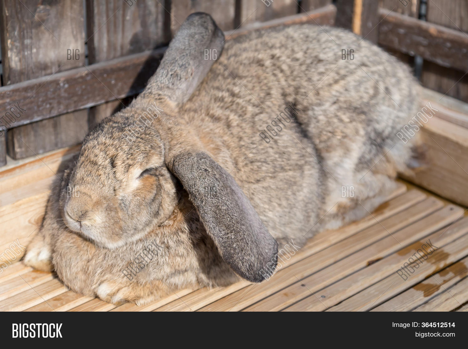 Sleeping Brown Rabbit Image & Photo (Free Trial) | Bigstock