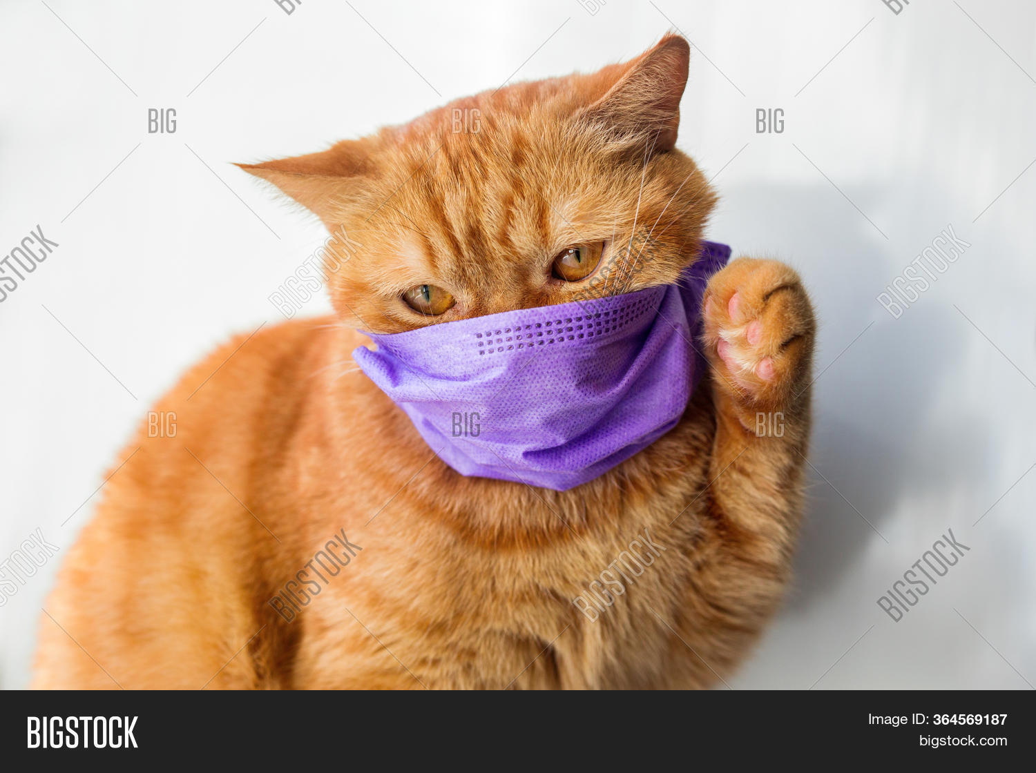 Medical Mask Cat Virus Image & Photo (Free Trial) Bigstock