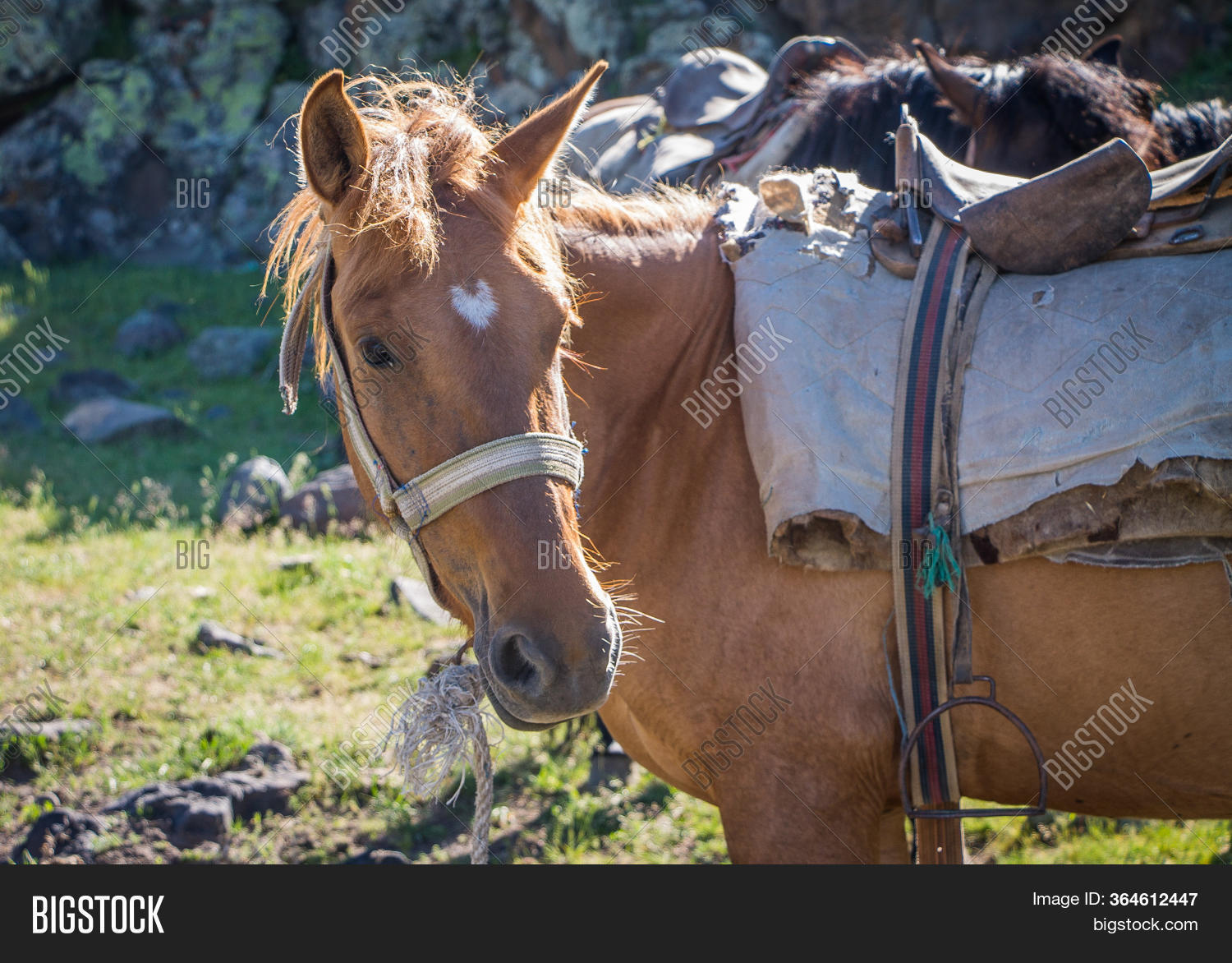 Horse That Carries Image & Photo (Free Trial) Bigstock