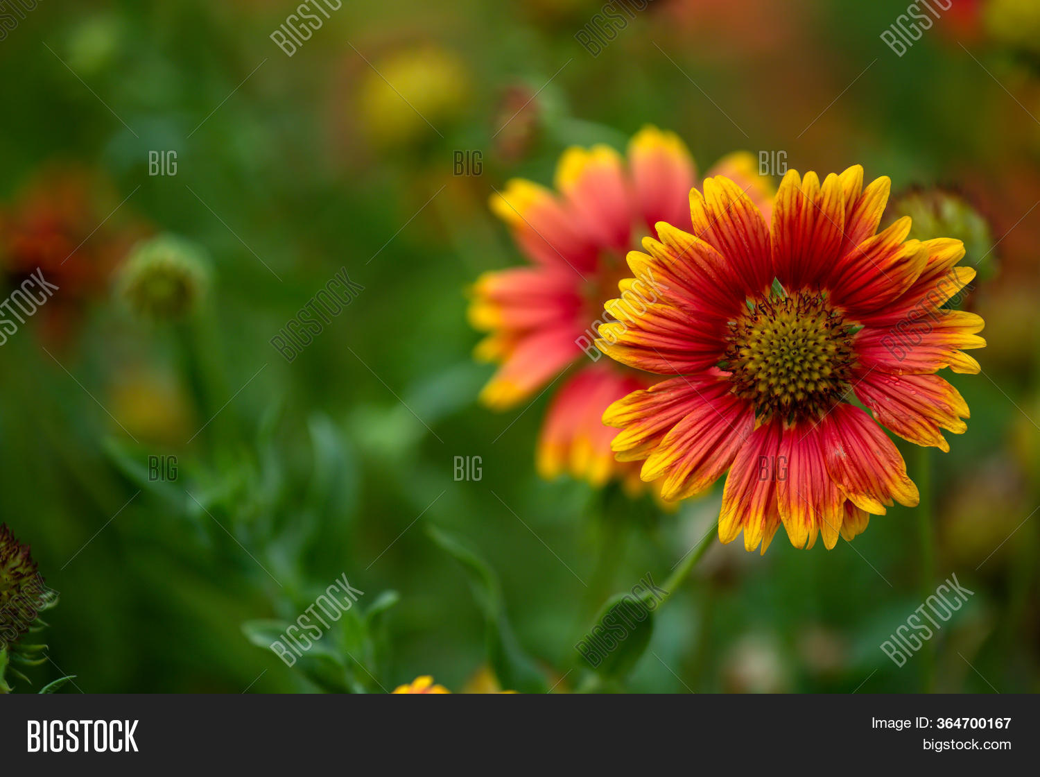 Beautiful Redorange Image & Photo (Free Trial) Bigstock