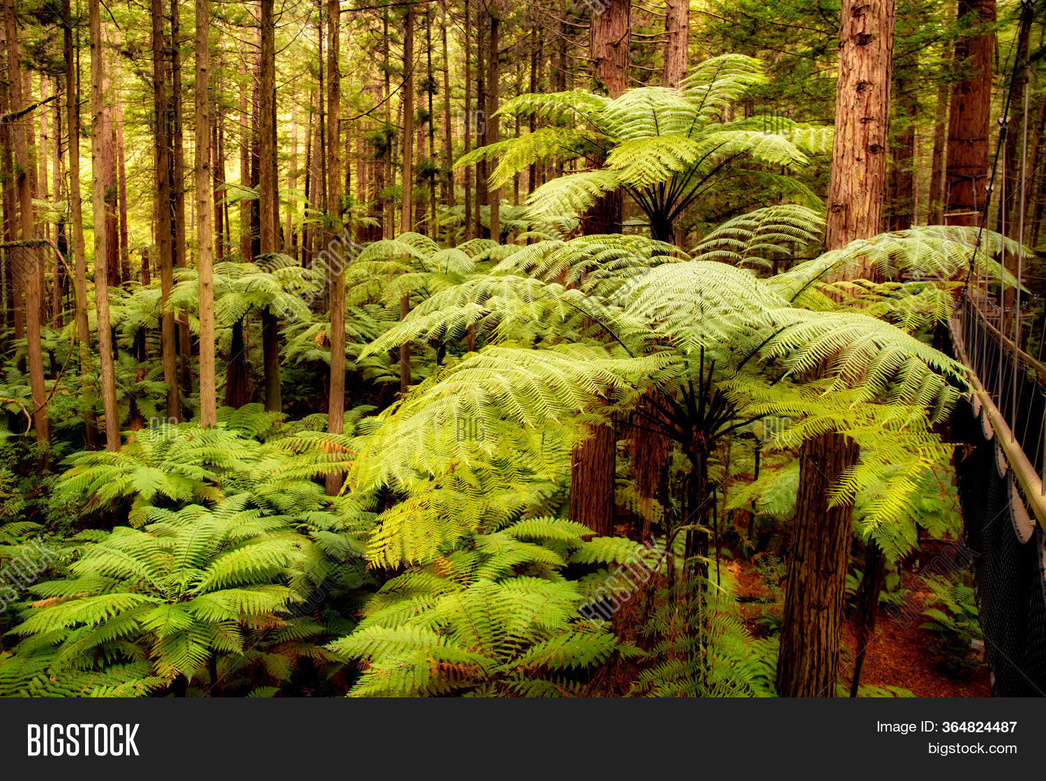 New Zealand Native Image & Photo (Free Trial) Bigstock