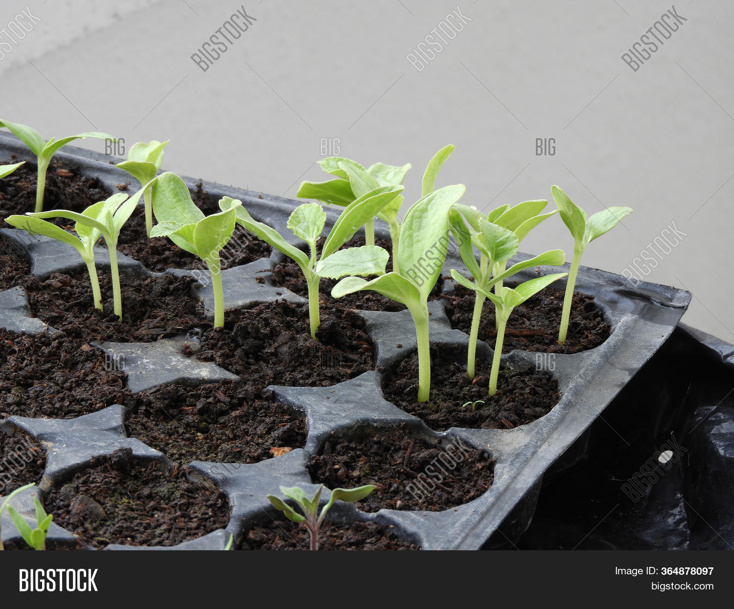 Natural Vegetable Image & Photo (Free Trial) Bigstock
