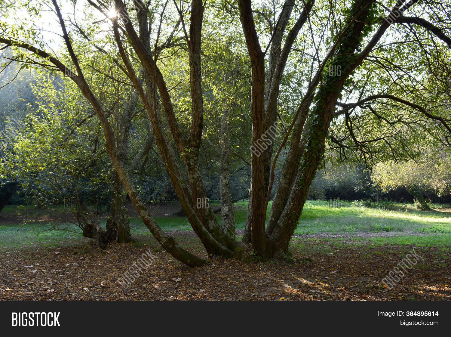 Part Old Elm Tree Image & Photo (Free Trial) Bigstock