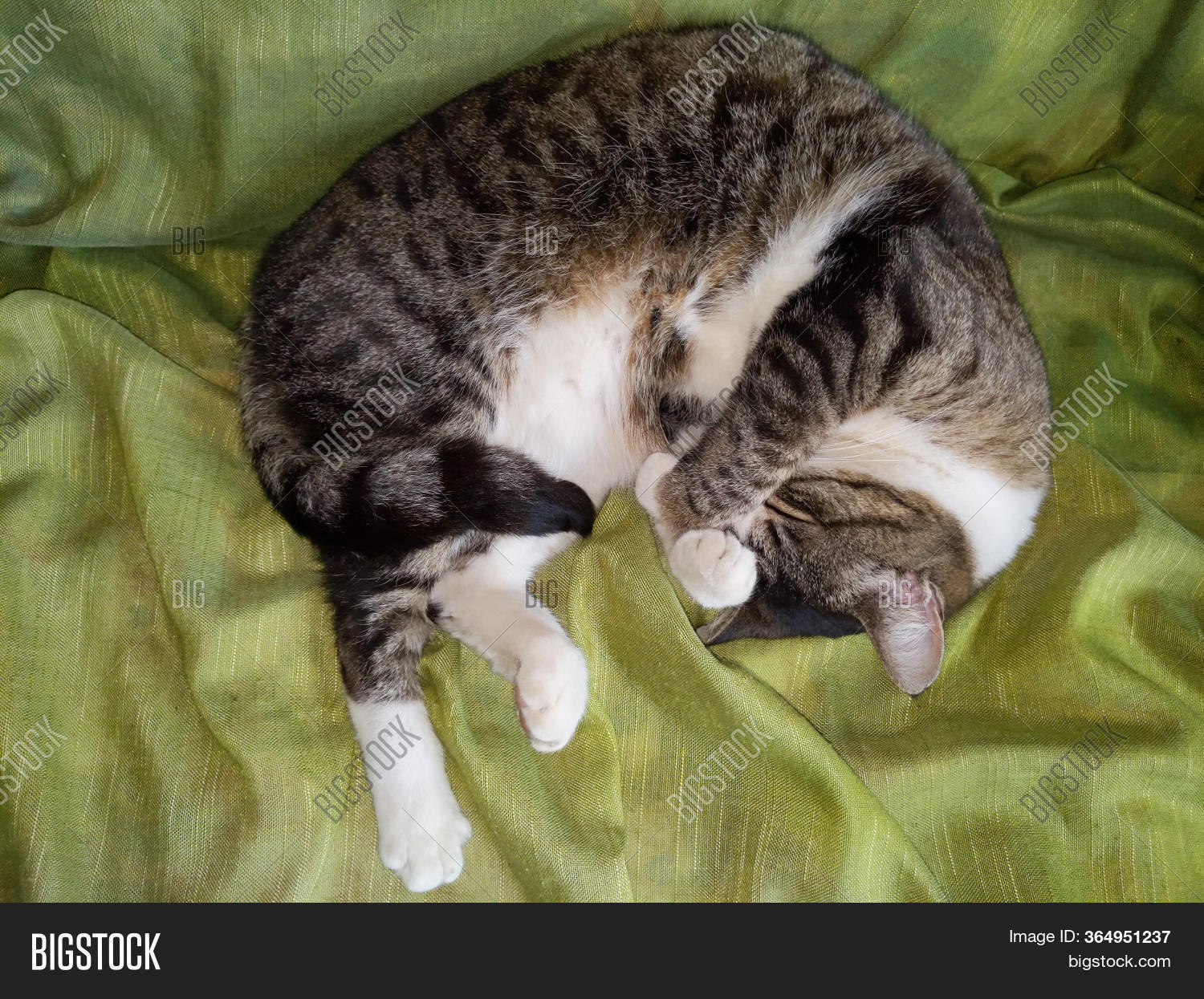 Cat Covering Eyes When Image & Photo (Free Trial) Bigstock