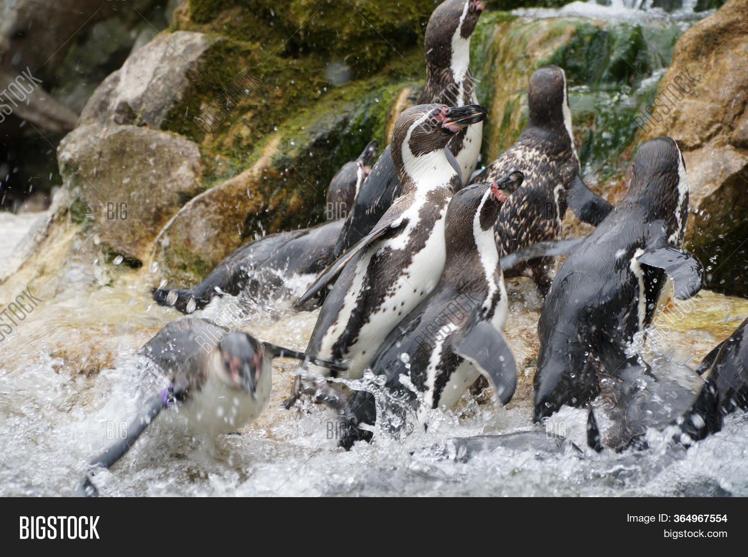 Penguins Hunting Fish Image & Photo (Free Trial) | Bigstock