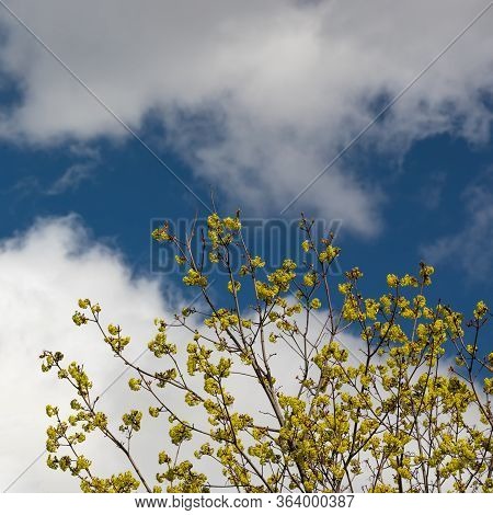 Newly Grown Spring Green Leaves With Blue Sky And Clouds On Background