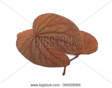 Bauhinia Aureifolia Leaves Isolated On White Background