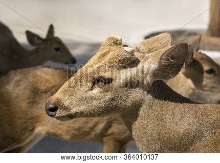 Close-up Of Beautiful Axis Porcinus (deer) In The Zoo Of Thailand