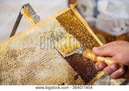 Honeycomb Open Unwaxing Fork Beekeeper Uncapped For Harvest Golden Delicious Honey Closeup
