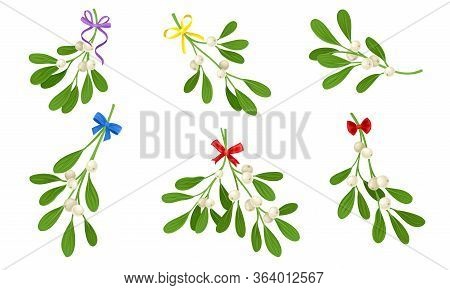 Mistletoe Or Viscum Branches With Oblong Leaves And Berries Tied In Ribbons Vector Set
