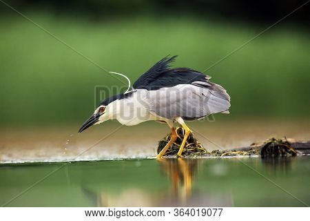 The Black-crowned Night Heron (nycticorax Nycticorax), Commonly Night Heron With Green Background. N