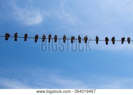 Pigeon Birds Perched On Wire With Blue Sky Background