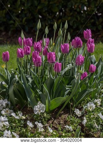 Purple  Color Tulips Bloom In Spring In Garden