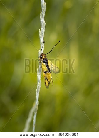 Owlfly Libelloides Macaronius Male - Yellow And Black Insect On Grass