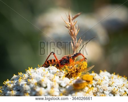 Assassin Bug (rhynocoris Iracundus) Sitting On A White Flower, Eating Its Prey