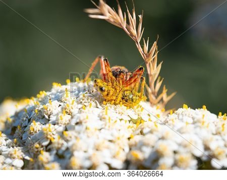 Assassin Bug (rhynocoris Iracundus) Sitting On A White Flower, Eating Its Prey