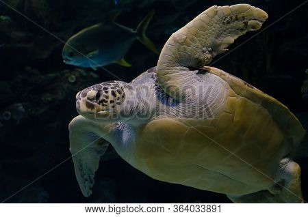 Large Turtle Swimming Underwater Among Other Fish And Corals