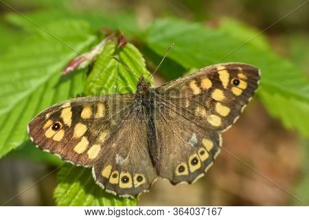 Speckled Wood Butterfly,  Pararge Aegeria. Butterfly Is Mostly Common On The Edge Of The Forest