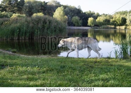 A Young Wolf-like Dog Is Walking Along The Lake. Daytime, Selective Focus.