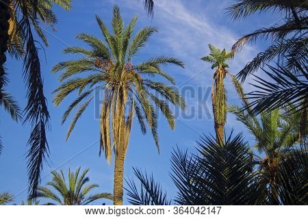 Date Palm Tree With Date Fruits Against Blue Sky With White Clouds In Oasis