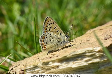 Sooty Copper Butterfly On Flower. Small Blue Butterfly, Lycaena Tityrus, On Meadow