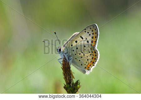 Sooty Copper Butterfly On Flower. Small Blue Butterfly, Lycaena Tityrus, On Meadow