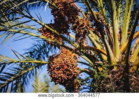 Dates Fruit Ripen On The Tree. Palm Tree With Date Fruits. Turkey.