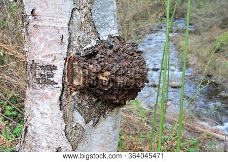 Inonotus Obliques Or Chaga Mushroom In Natural Habitat, On A Birch Tree Near Mountain Creek, Curativ