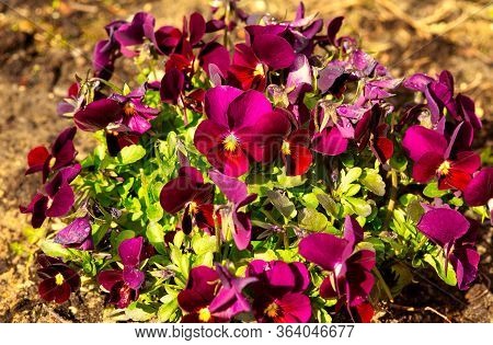 Close View On A Clump Of Fresh, Blooming Flowers Of Garden Pansy (viola Wittrockiana Gams) .view Fro