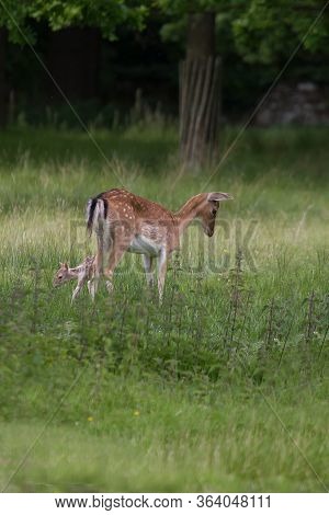 Photo Of A Female Fallow Deer With Her Baby Fawn