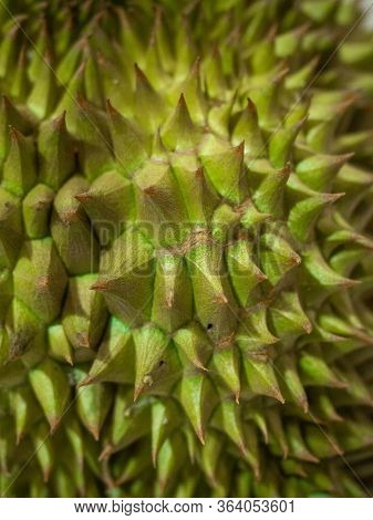 Durian, Thorny Fruit Is A Fruit Of Asia\ngolden Yellow Color Of The Fruit Is Sweet, Soft And Has A P