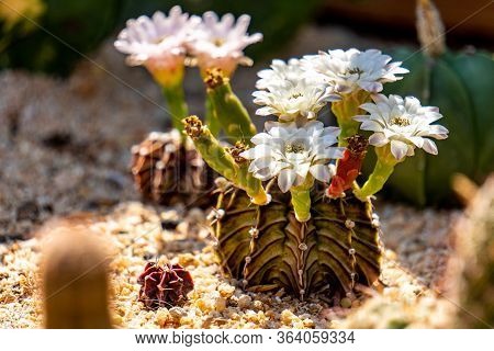 Blooming Flowers And Unripe Seed Pods Of Gymnocalycium Mihanovichii Lb2178 Agua Dulce Hybrid Cactus,