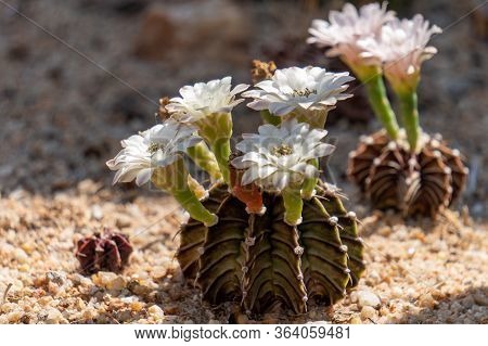Blooming Flowers And Unripe Seed Pods Of Gymnocalycium Mihanovichii Lb2178 Agua Dulce Hybrid Cactus,