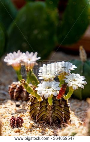 Blooming Flowers And Unripe Seed Pods Of Gymnocalycium Mihanovichii Lb2178 Agua Dulce Hybrid Cactus,