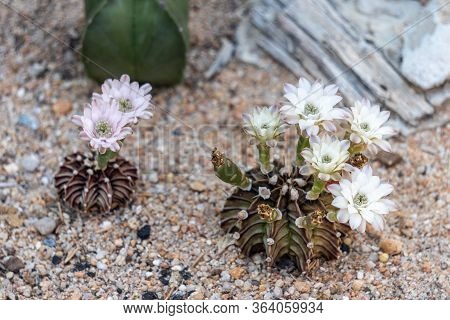 Blooming Flowers And Unripe Seed Pods Of Gymnocalycium Mihanovichii Lb2178 Agua Dulce Hybrid Cactus,